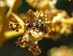 Scrobiger splendidus