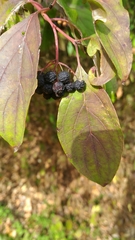 Cornus sanguinea
