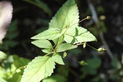 Scrophularia duplicatoserrata