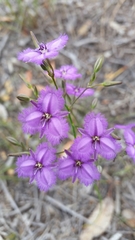 Thysanotus multiflorus