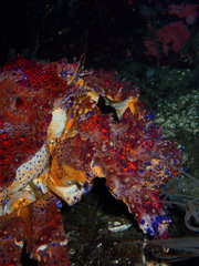 Echidnocerus cibarius