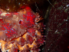 Echidnocerus cibarius