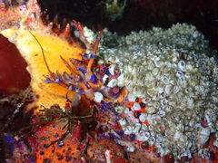 Echidnocerus cibarius