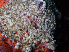 Echidnocerus cibarius