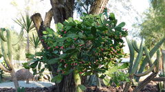 Opuntia karwinskiana