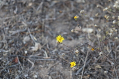 Lessingia pectinata pectinata