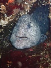 Anarrhichthys ocellatus