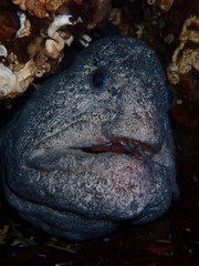 Anarrhichthys ocellatus