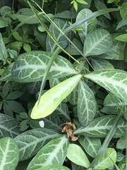 Breynia spatulifolia
