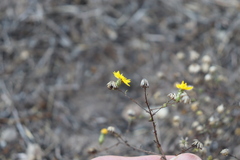 Lessingia pectinata pectinata