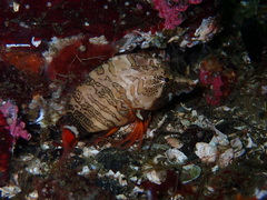 Rhamphocottus richardsonii