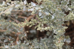 Atriplex rhagodioides