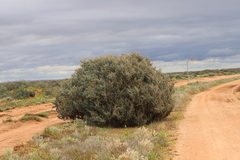 Atriplex rhagodioides