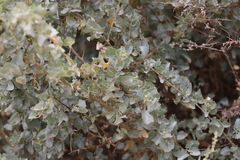 Atriplex rhagodioides