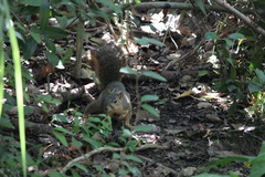Sciurus niger