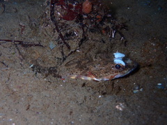 Chitonotus pugetensis