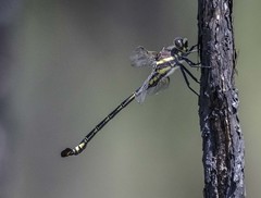 Petalura litorea