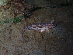 Lepidogobius lepidus
