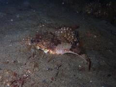 Chitonotus pugetensis