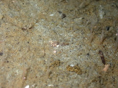 Chitonotus pugetensis