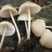 Hongo Bonete - Photo (c) 2011-12-03_Mycena_galericulata_(Scop.)_Gray_188645.jpg, algunos derechos reservados (CC BY-SA)