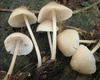 Common Bonnet - Photo (c) 2011-12-03_Mycena_galericulata_(Scop.)_Gray_188645.jpg, some rights reserved (CC BY-SA)