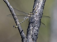 Petalura litorea