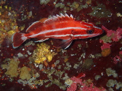 Sebastes ruberrimus