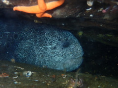 Anarrhichthys ocellatus