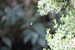 Araneidae