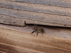 Apis cerana japonica