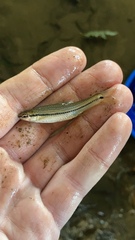 Notropis atrocaudalis