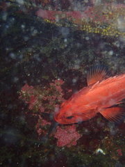 Sebastes ruberrimus