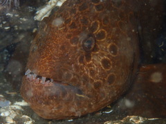 Anarrhichthys ocellatus