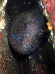 Anarrhichthys ocellatus