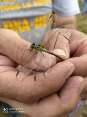 Erpetogomphus