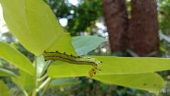 Macroglossum passalus