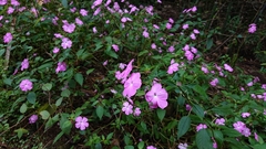 Impatiens spectabilis