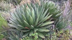 Agave filifera