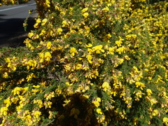 Pultenaea hispidula