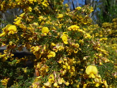 Pultenaea hispidula