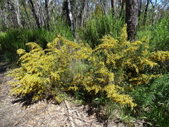 Pultenaea hispidula