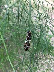 Papilio machaon hippocrates