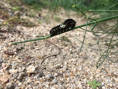 Papilio machaon hippocrates