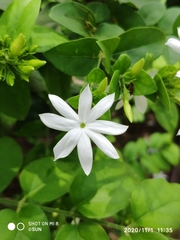 Jasminum elongatum