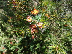Darwinia citriodora