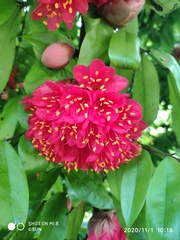 Brownea coccinea capitella