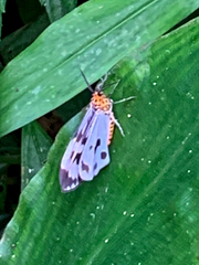 Nyctemera adversata
