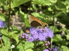 Polites themistocles