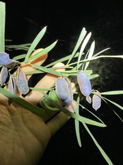 Acacia suaveolens